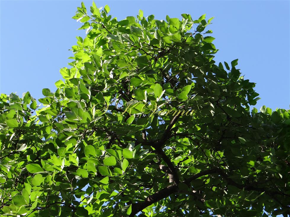  Plant Foliage